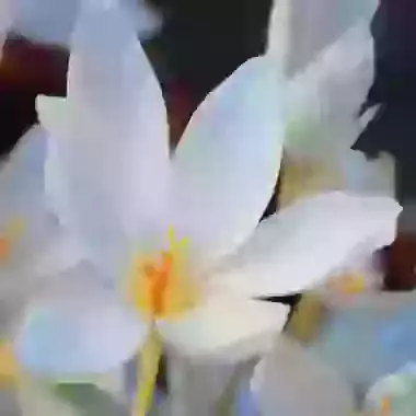 Speciosus Albus